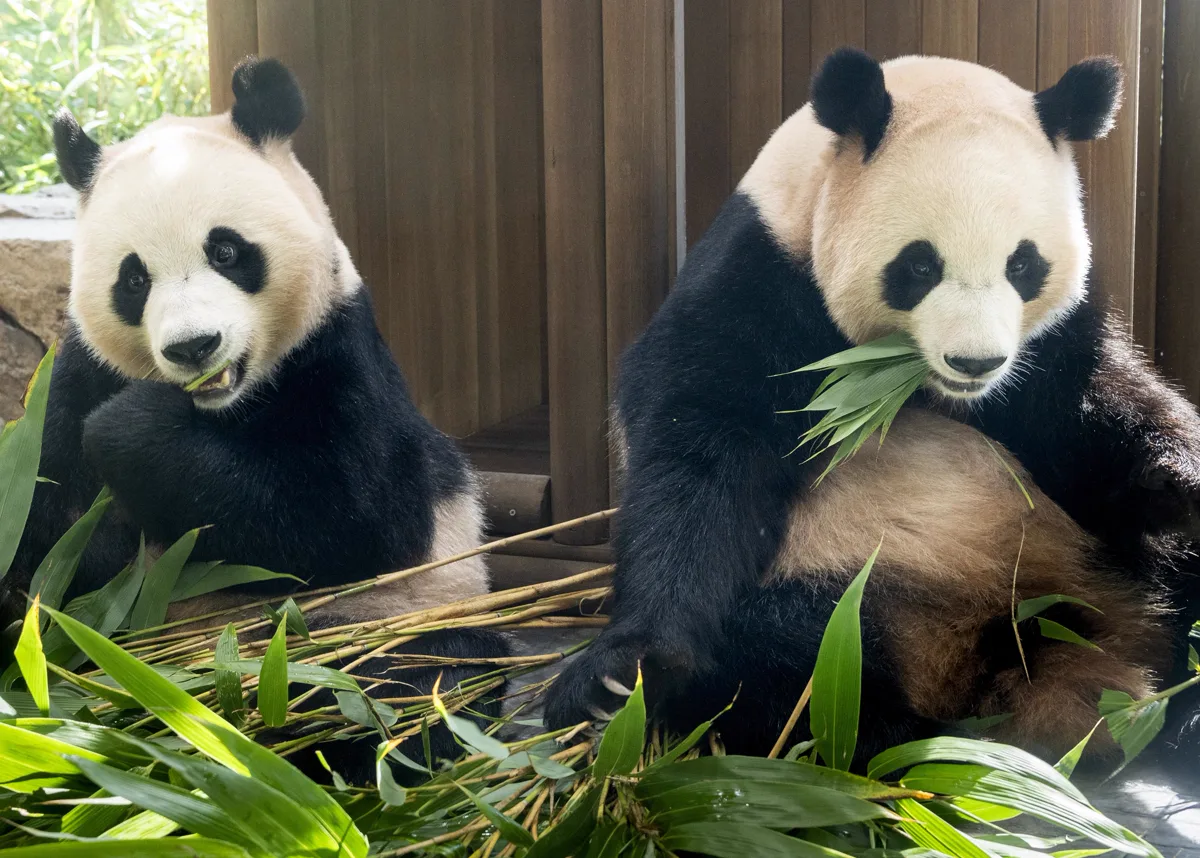 竹を食べる双子のパンダ、フイバオとルイバオ