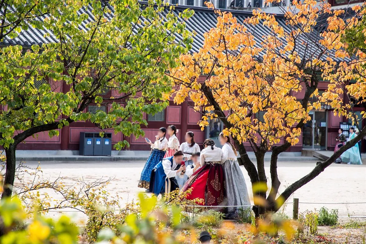 黄色く色づいた木の下で、韓服姿の人たちが写真を撮る景福宮の秋