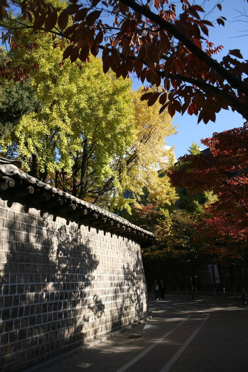 瓦屋根をのせた石垣の上に、黄色いイチョウと赤く色づいた木が枝を広げる徳寿宮の石垣道