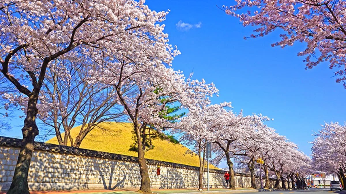 古墳の丘を囲む石垣に沿って、満開の桜が並ぶ大陵苑の石垣道