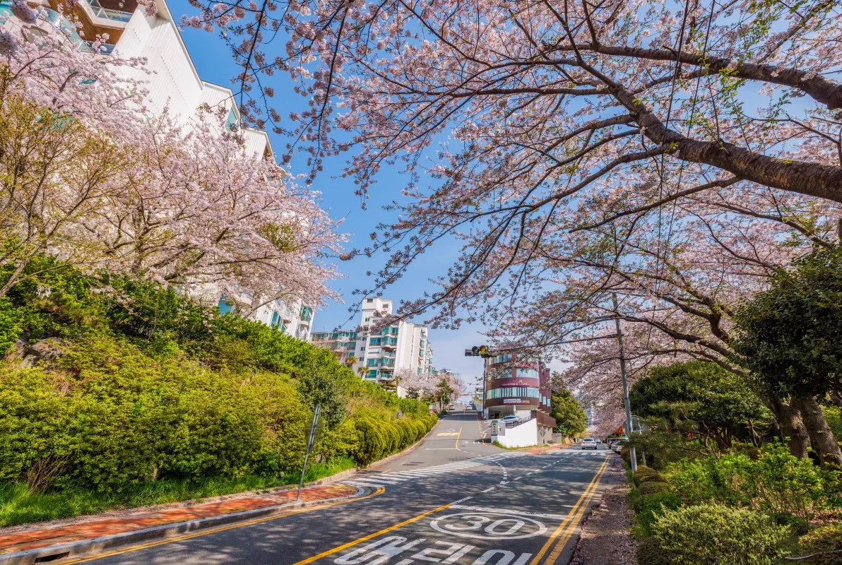 坂道の両側から桜の枝がかかる、釜山の迎月路