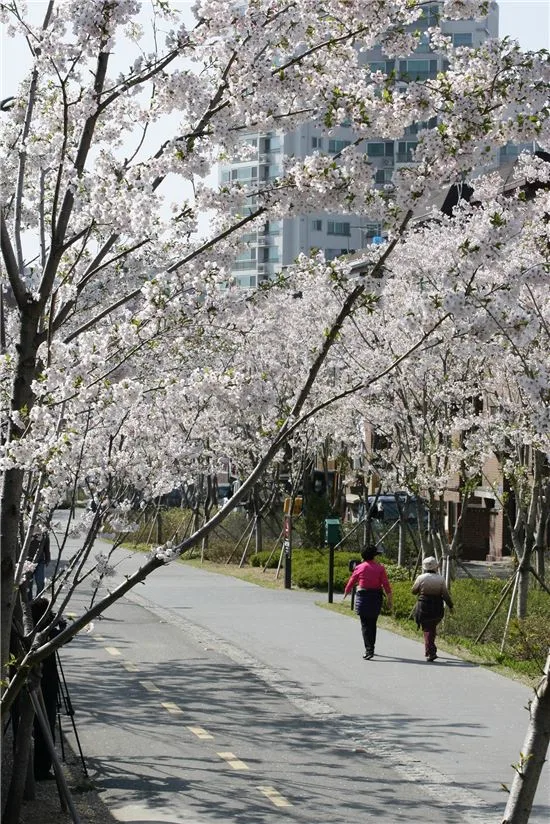 線路跡の散歩道に沿って白い桜が続く、京義線スッキル公園の大興洞区間