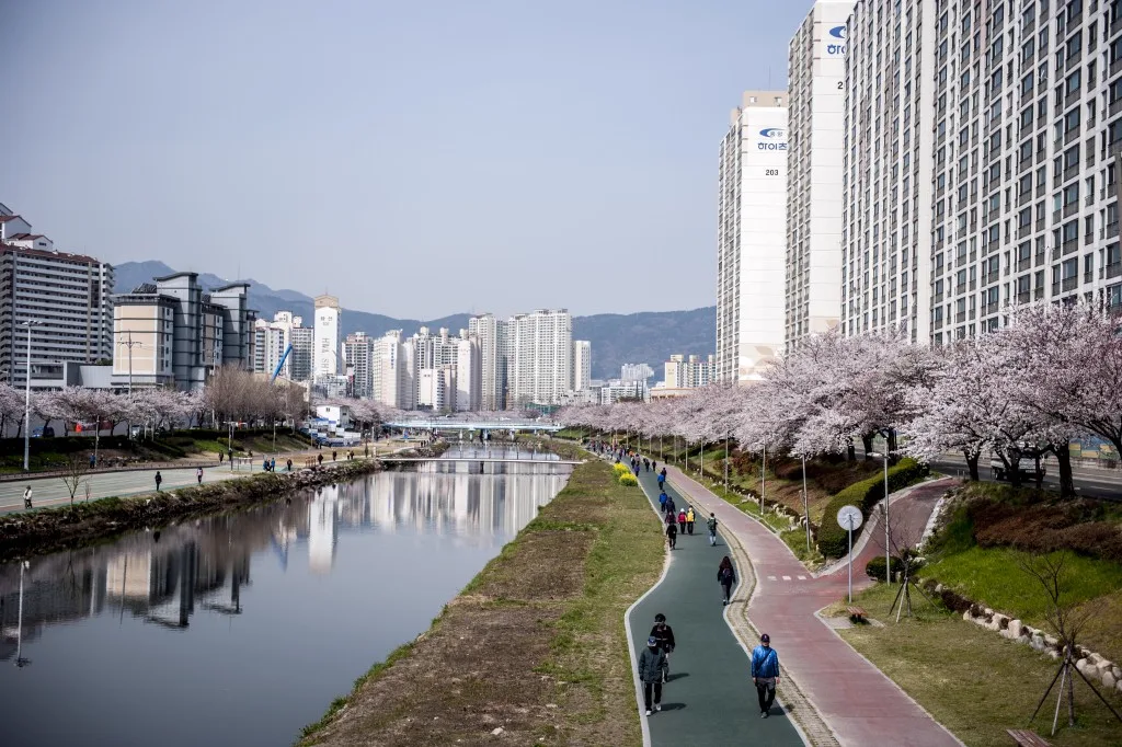 川沿いの遊歩道に桜並木が続く、釜山の温泉川市民公園