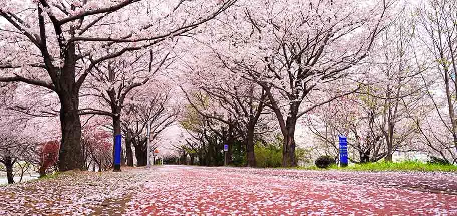 散った花びらで道がピンク色に染まる、三楽生態公園の桜並木
