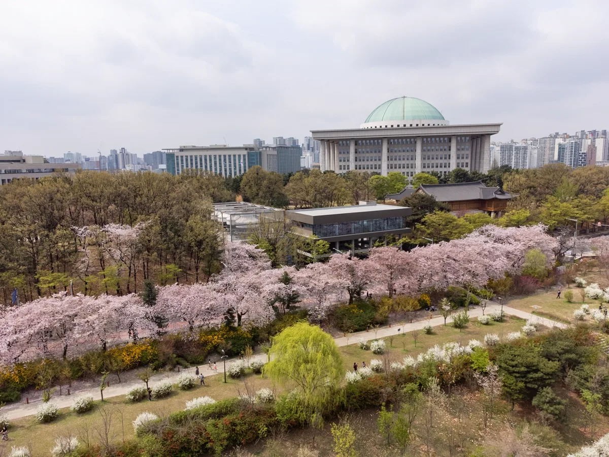 国会議事堂のドームの手前に、桜並木がピンク色の帯のように続く汝矣島