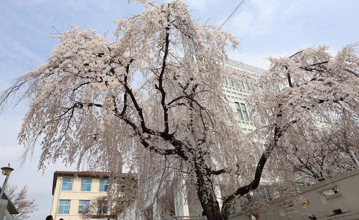 白い校舎の前で咲く正読図書館のしだれ桜