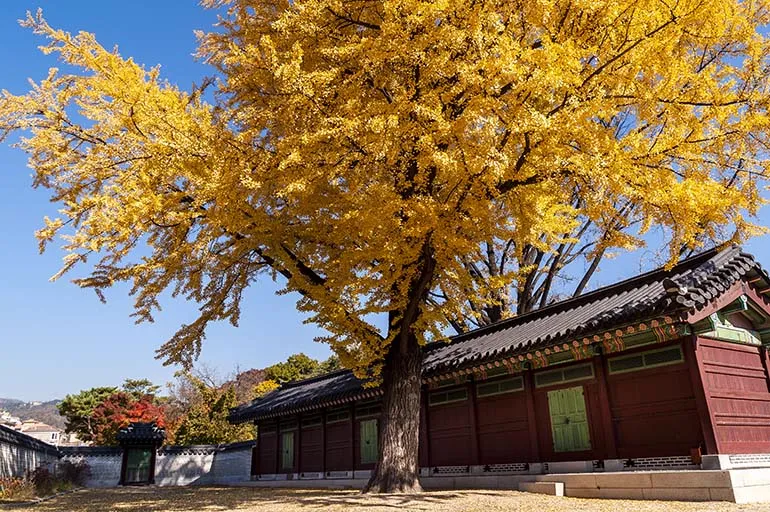 殿閣の朱色の壁と並ぶ、黄葉したイチョウの大木