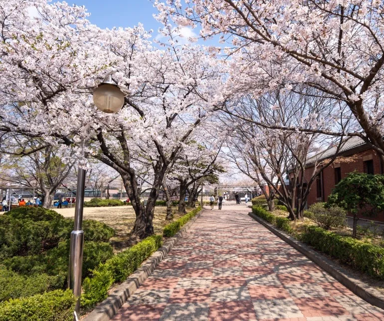 れんがの建物沿いに続く桜並木の小道