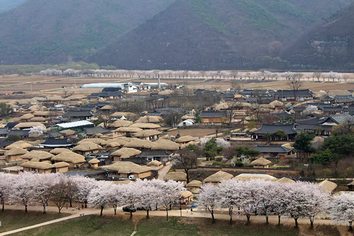 桜並木越しの茅葺き集落
