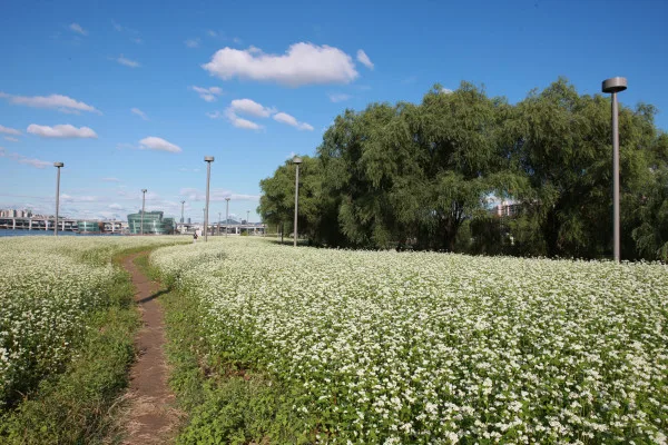 盤浦漢江公園 — 青空の下の白い花畑