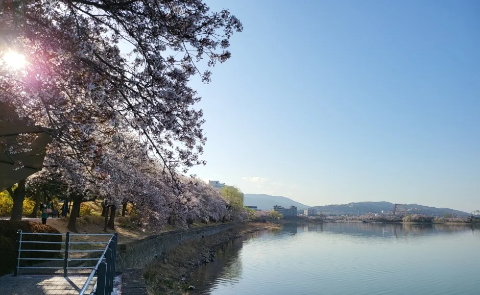 桜並木に沿う湖畔の道