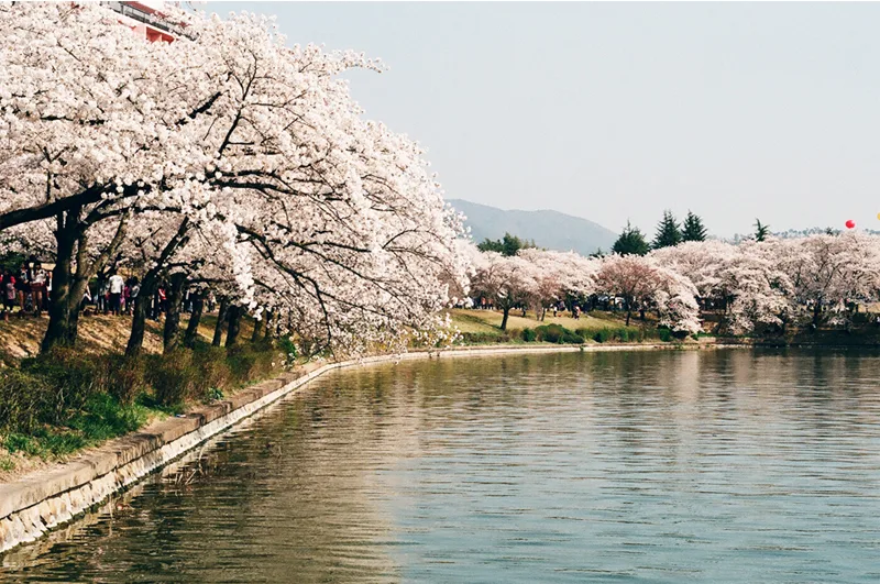 普門湖 — 桜並木が続く普門湖の湖畔