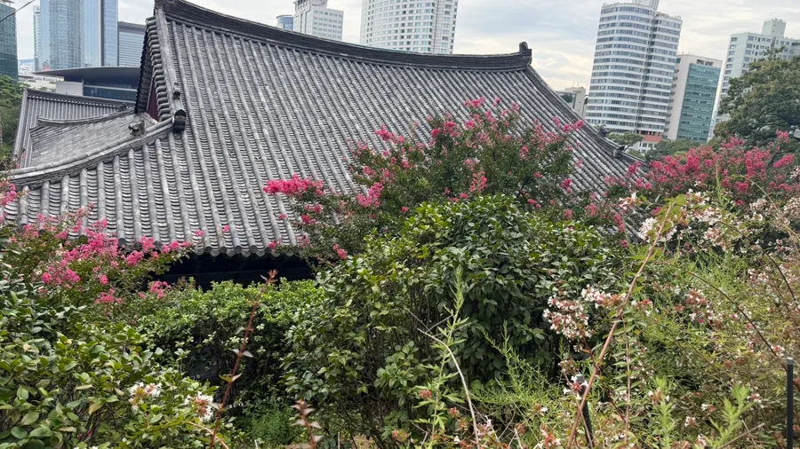 百日紅越しの瓦屋根と高層ビル