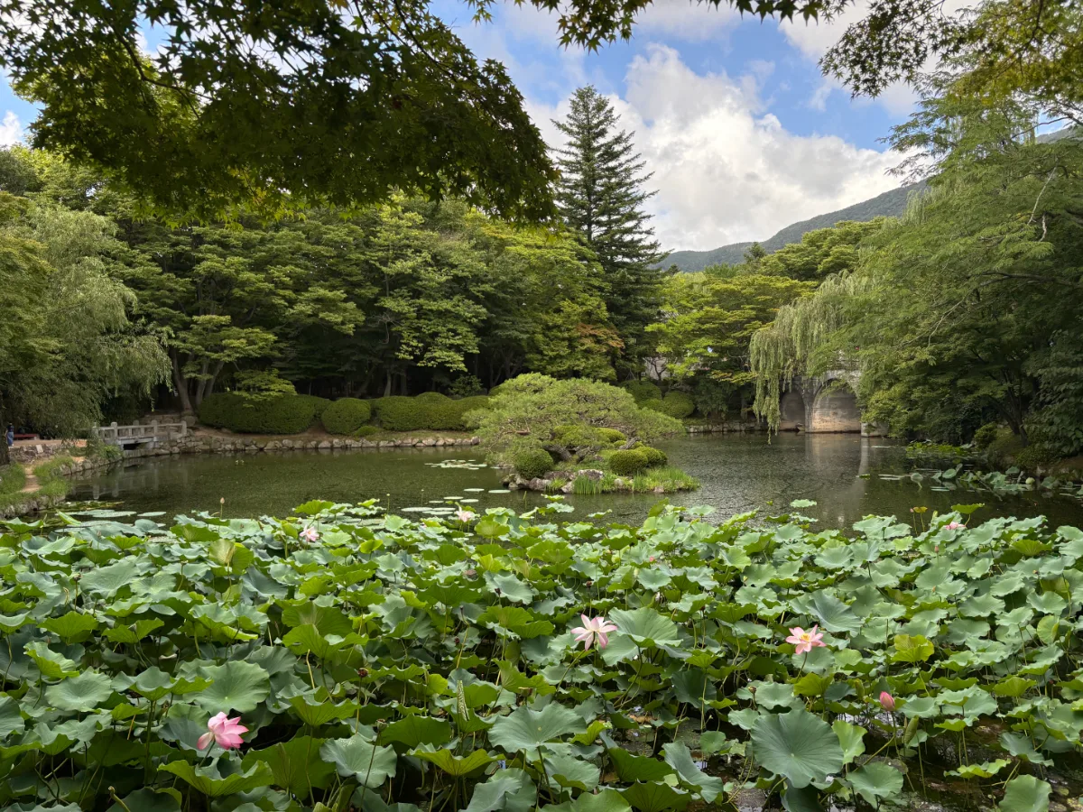 蓮の花が浮かぶ池と石橋