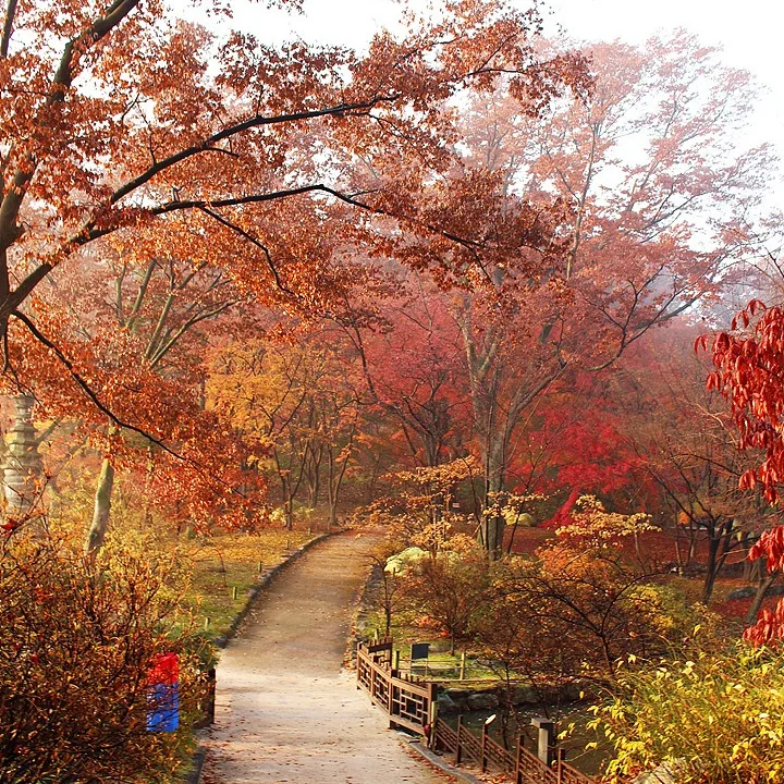 紅葉に包まれた園路