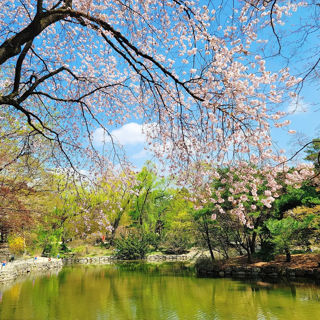 桜が覆う春の池