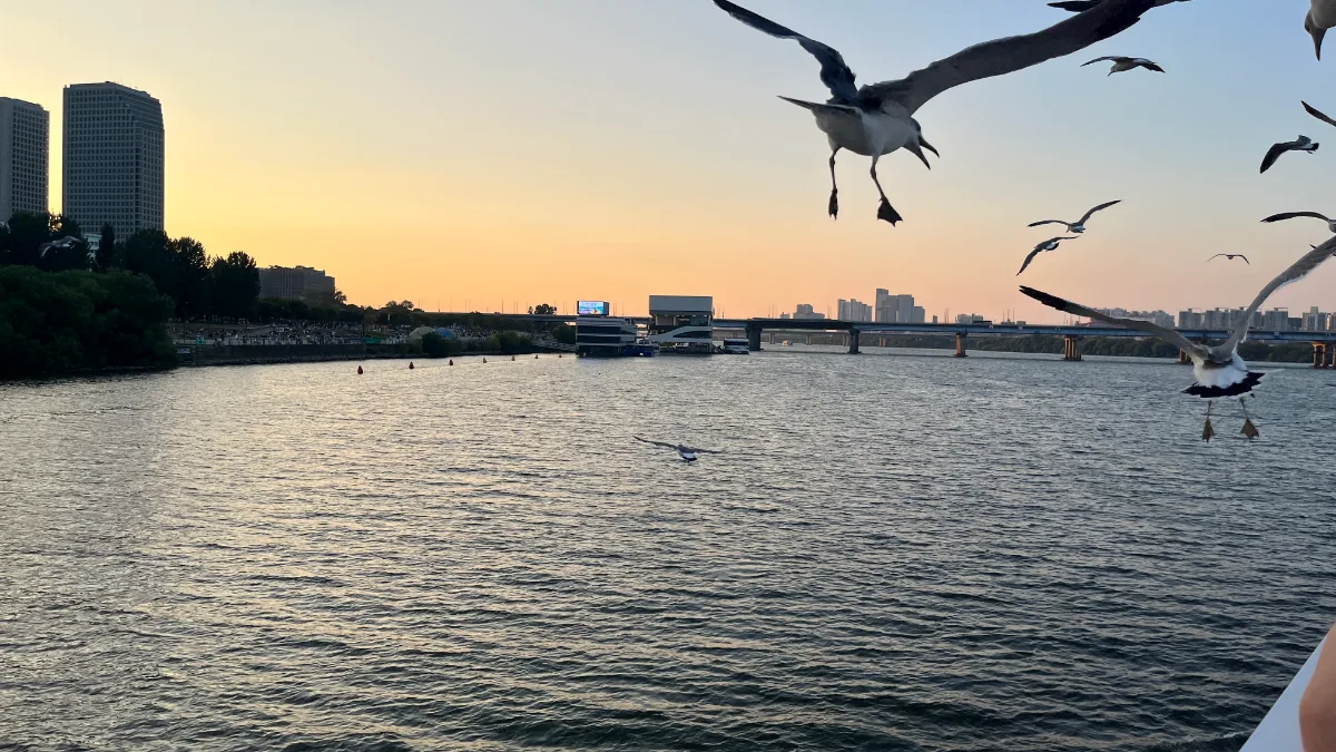 夕空を舞うカモメと川面