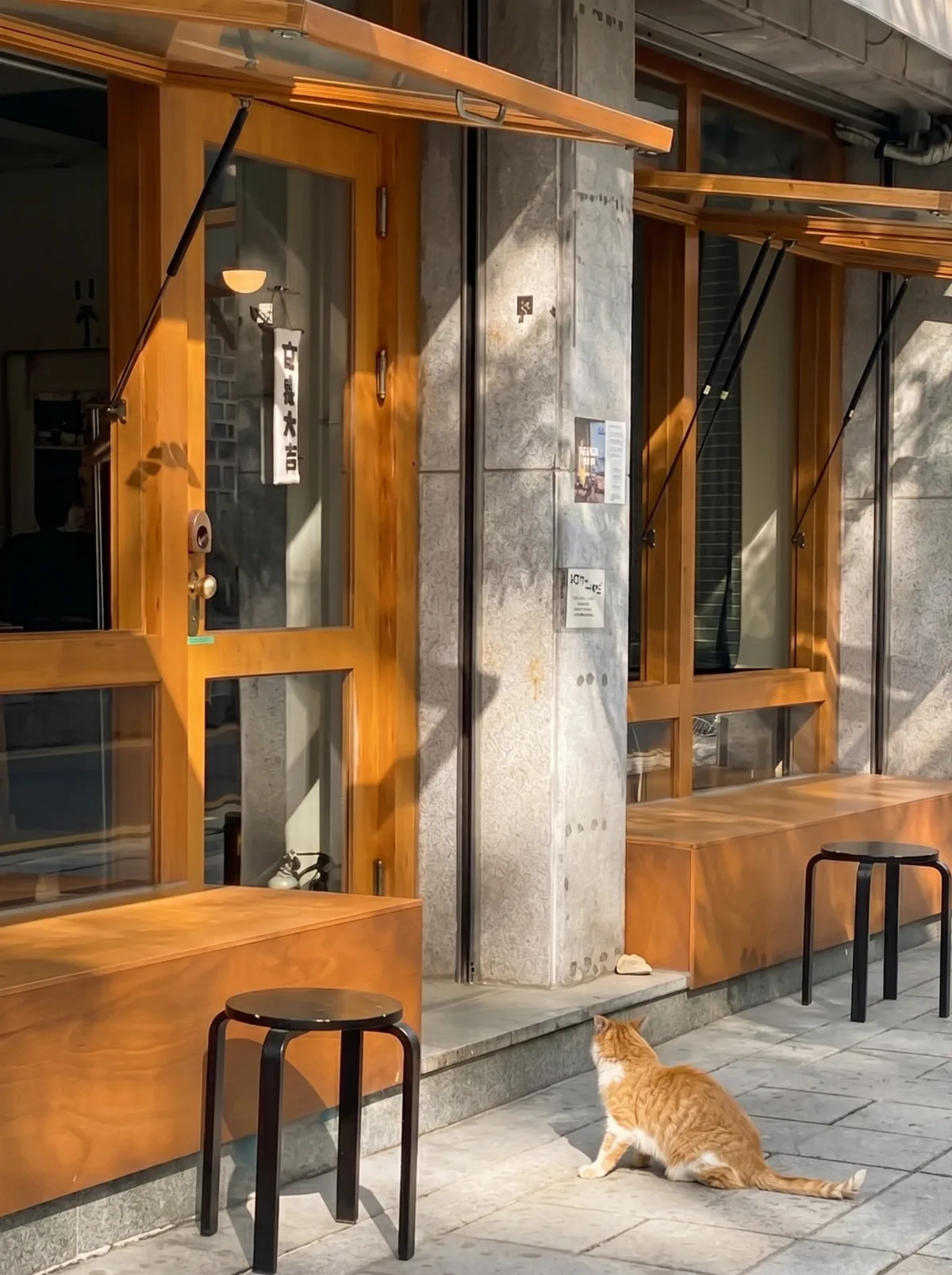 FIKEE — 木枠の窓辺に座る茶白猫