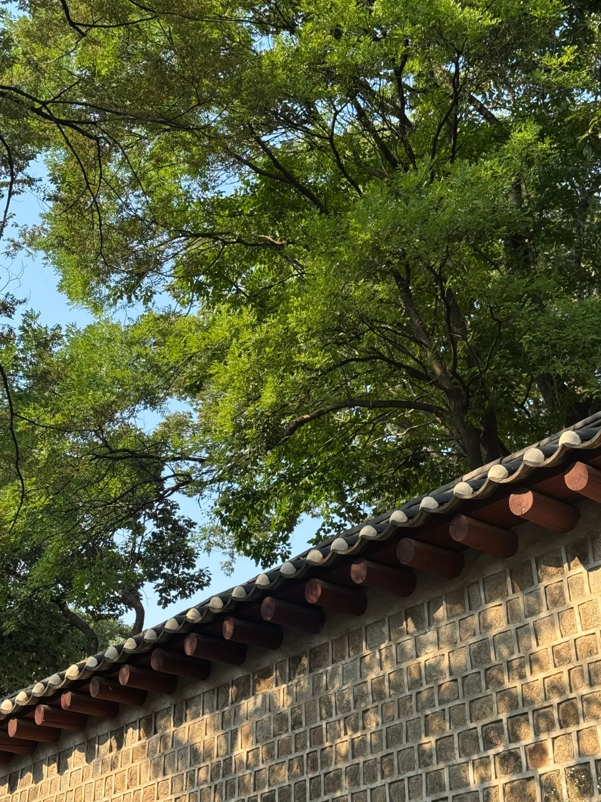 木陰に延びる瓦屋根の石塀