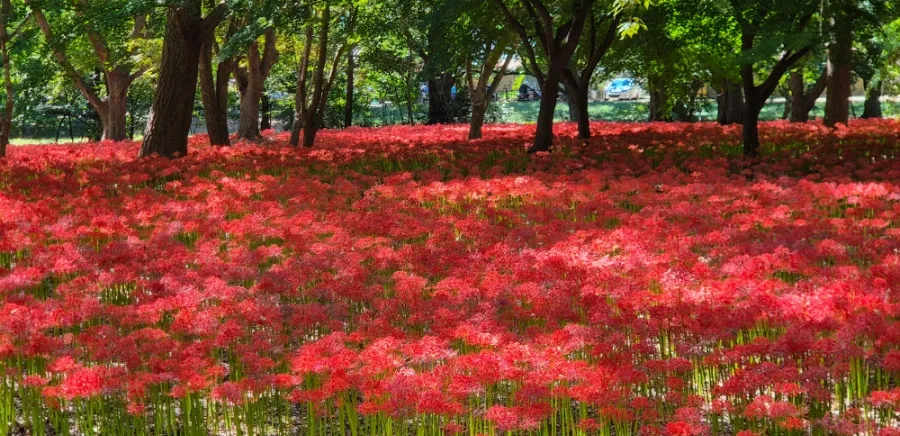 慶州鶏林 — 木々の下に咲く彼岸花