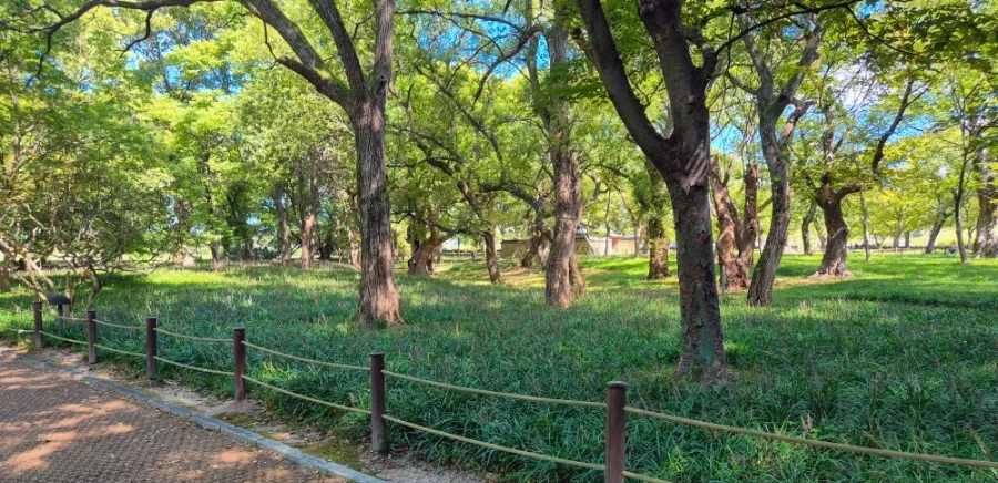 木々が茂る鶏林の森
