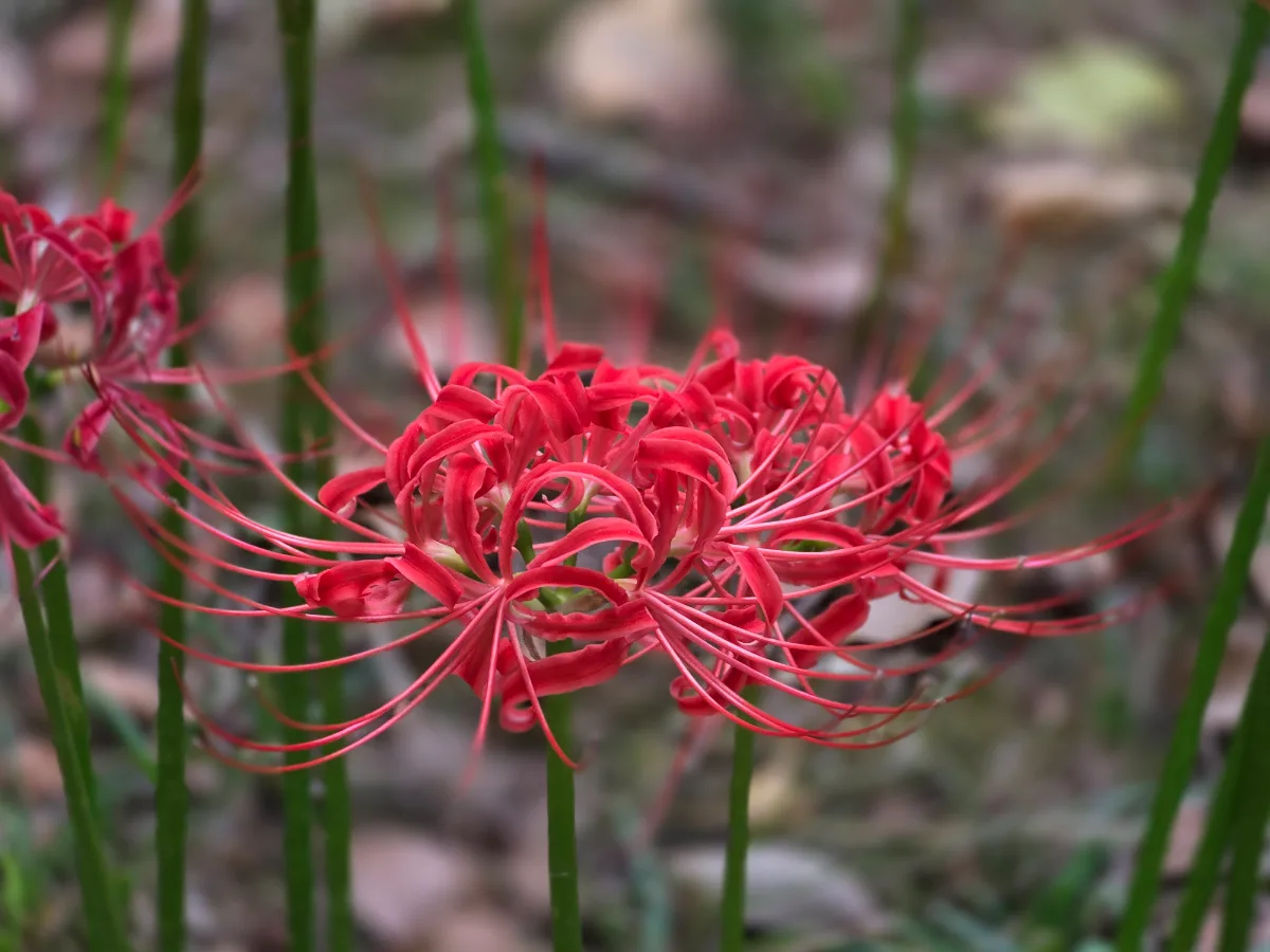 慶州鶏林 — 赤い彼岸花の花びら