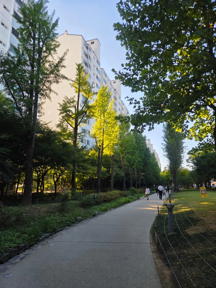 夕日に輝く並木の遊歩道