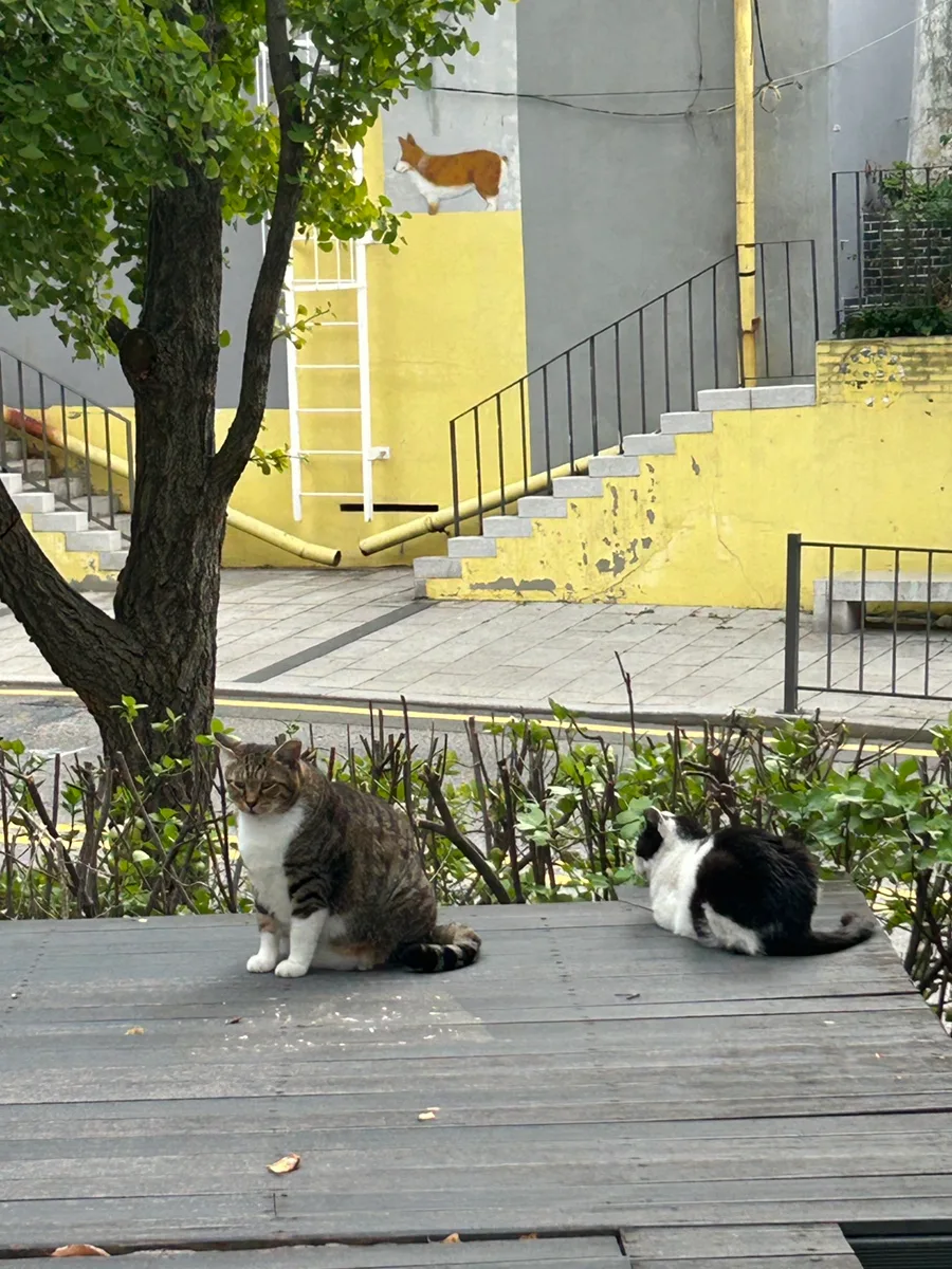 黄色い壁画を背にした二匹の猫