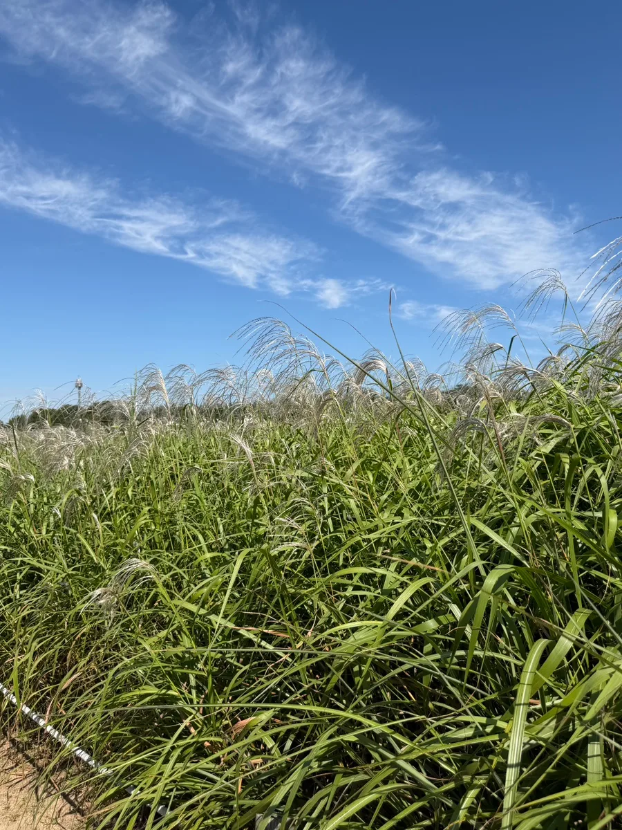 ハヌル公園 — 空に穂を伸ばすススキ