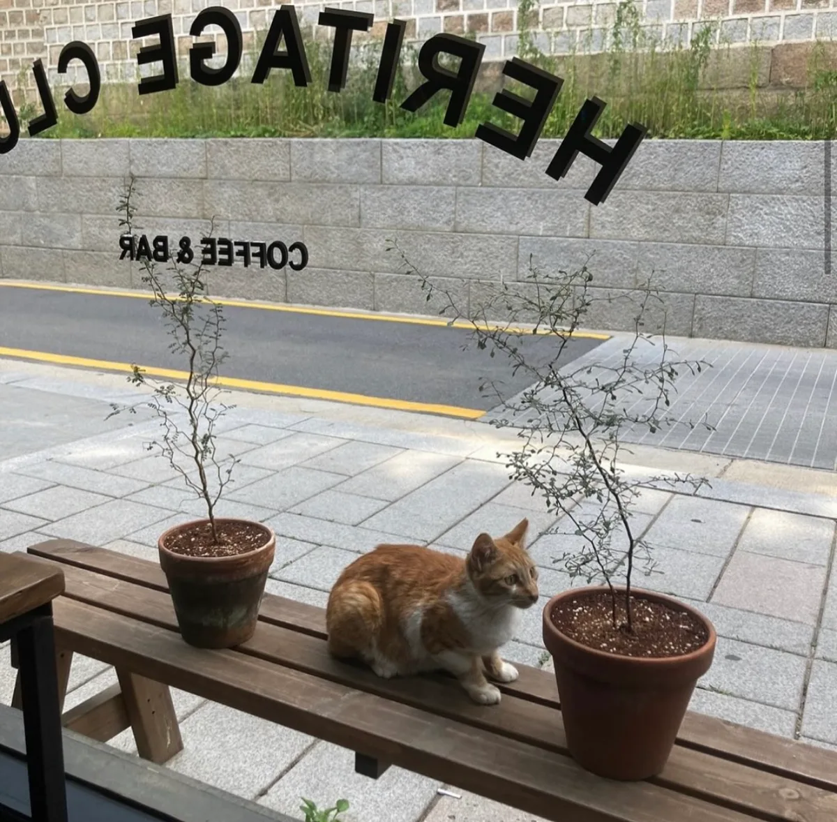 窓辺のベンチに座る茶白猫