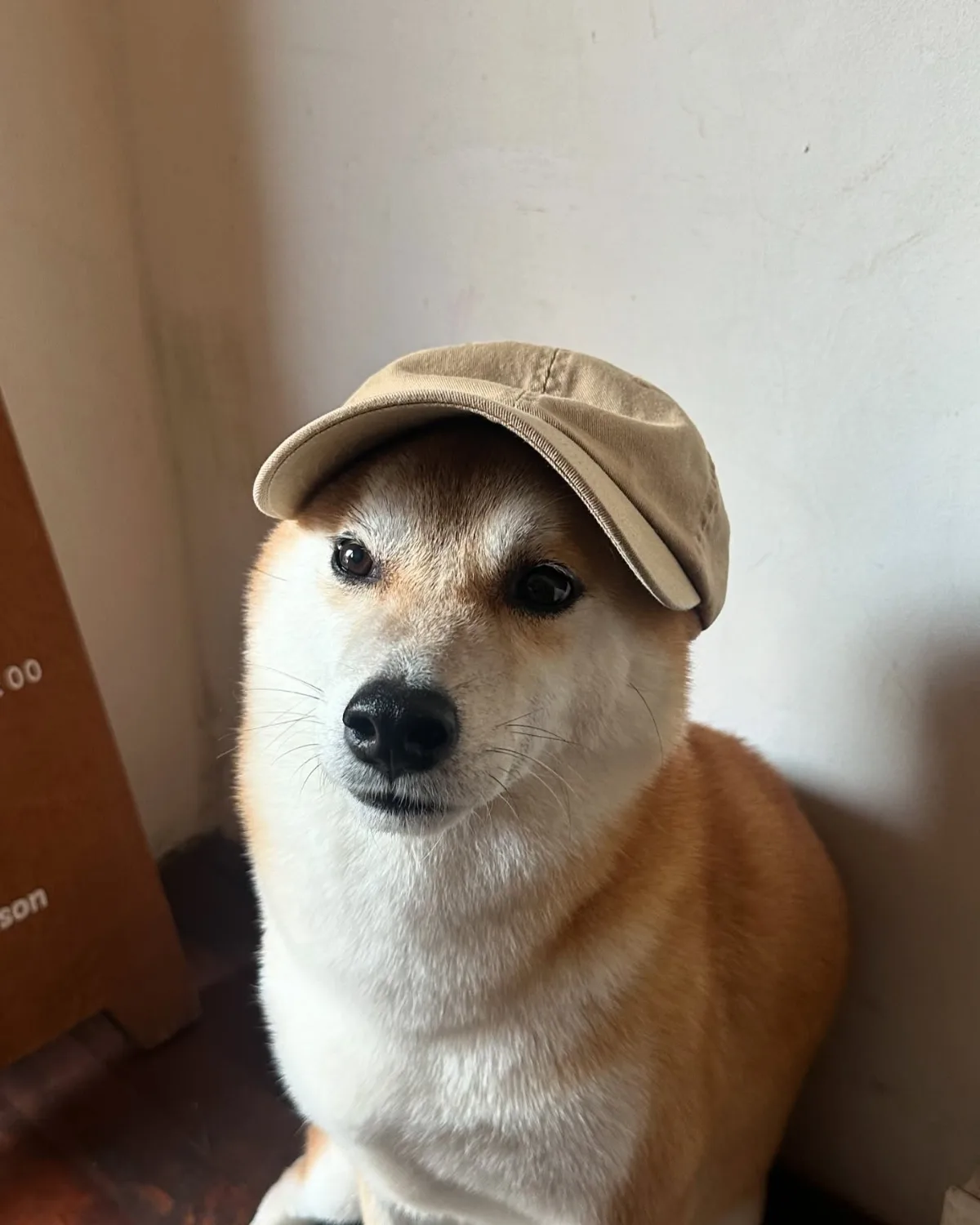 帽子をかぶった柴犬