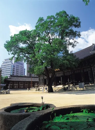 境内の大樹と本堂
