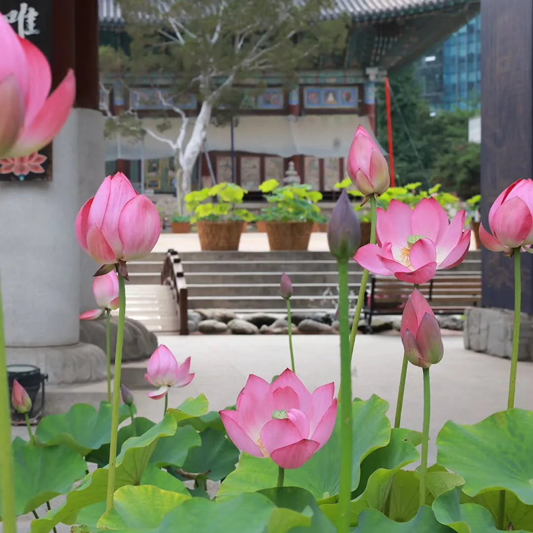 本堂前に並ぶ桃色の蓮