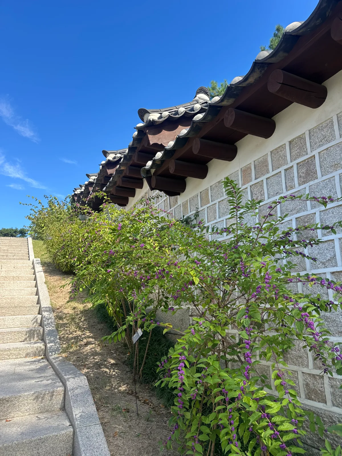 紫の実と瓦屋根の石塀