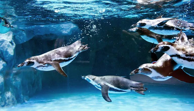 ロッテワールドアクアリウム — 水中を泳ぐペンギンたち