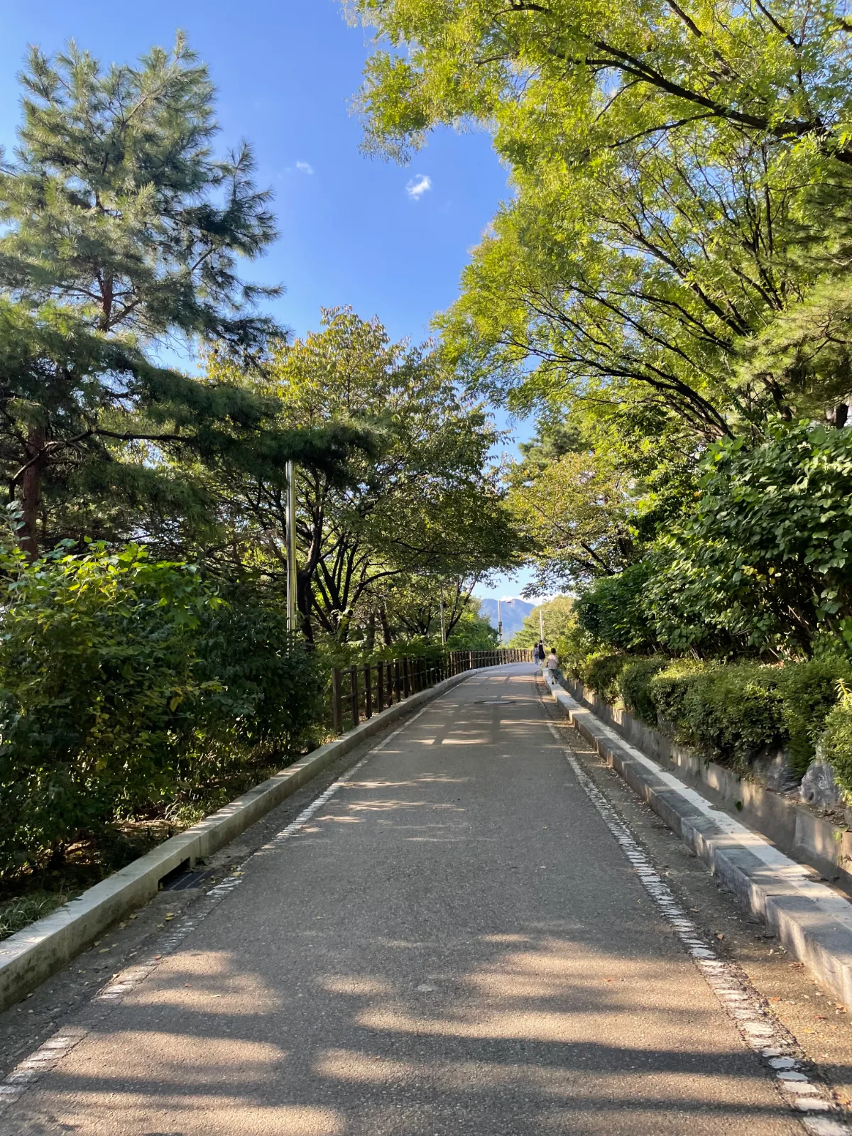 木漏れ日の差す並木道