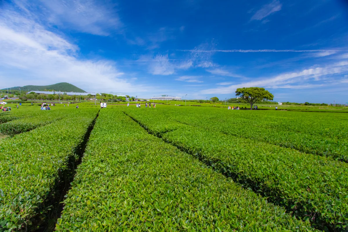 OSULLOCティーミュージアム — 青空の下に広がる茶畑