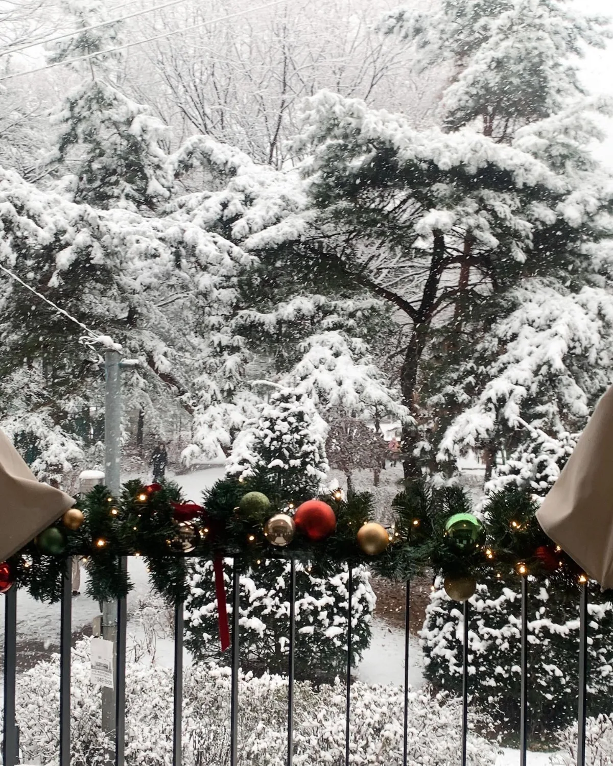 雪化粧した松林の眺め