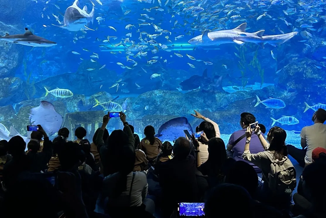 サメと魚群を見上げる観客
