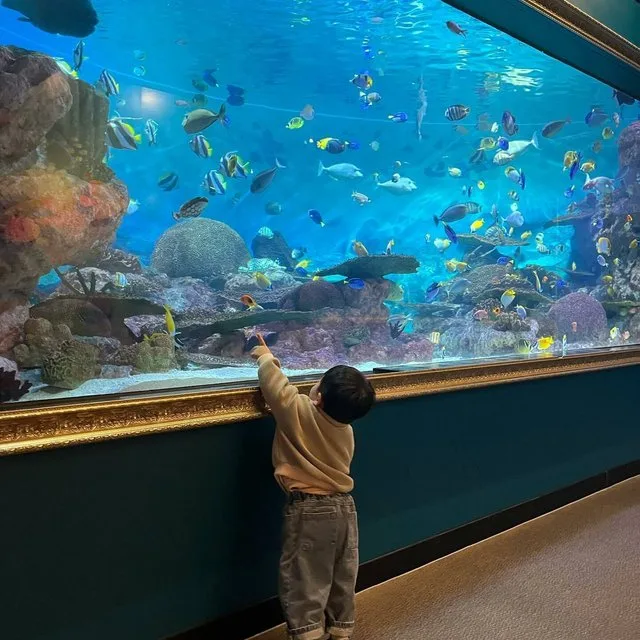 大水槽を見上げる子ども
