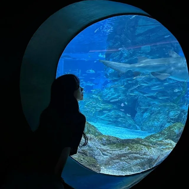 円形水槽を泳ぐ大型魚