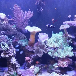 色鮮やかなサンゴ水槽