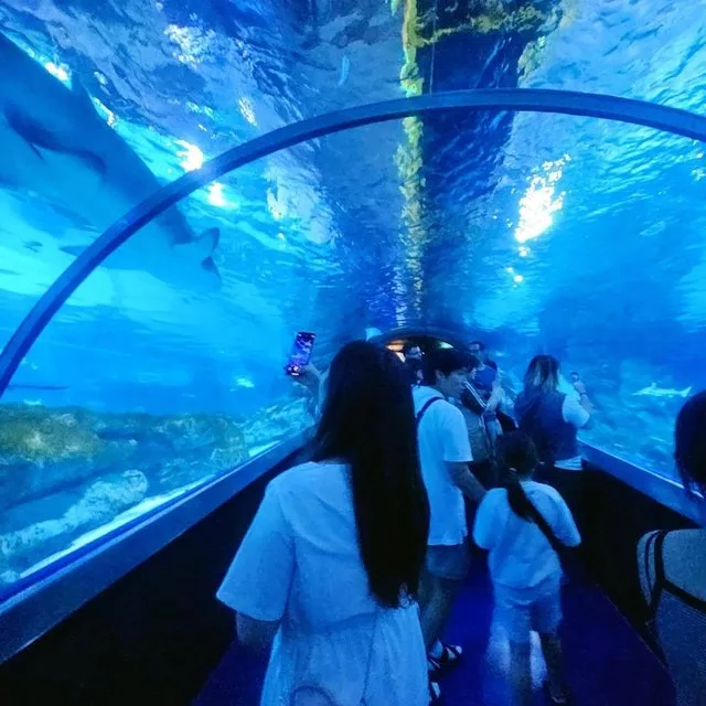 シーライフCOEX ソウルアクアリウム — エイが泳ぐ青い水中トンネル
