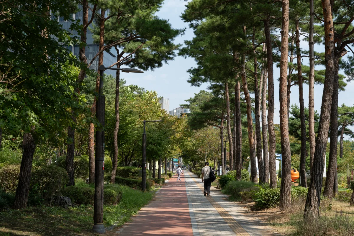 松並木に続く遊歩道