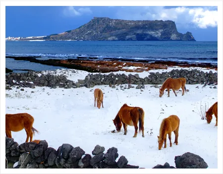城山日出峰 — 雪原の馬と城山日出峰