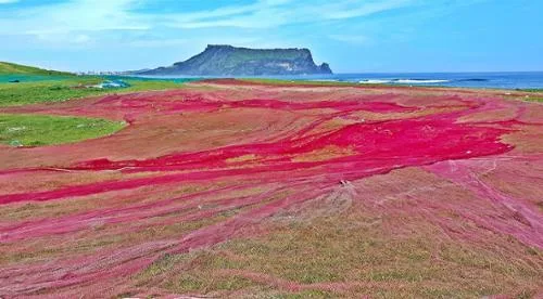 赤く染まる草原と城山日出峰