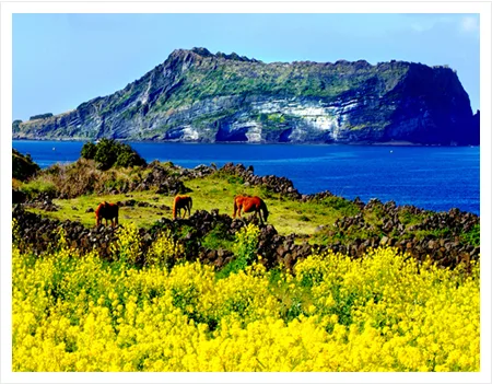 城山日出峰 — 菜の花畑と馬と城山日出峰