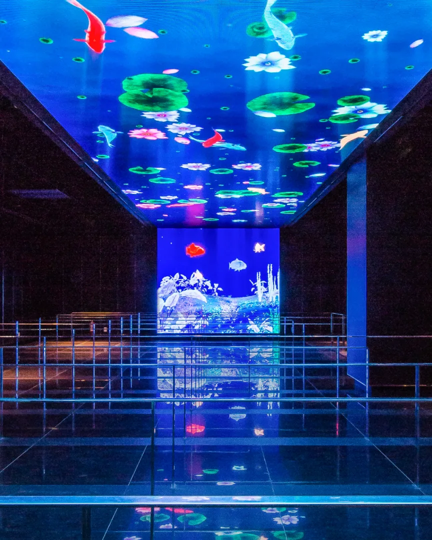 魚と蓮が映る青い回廊