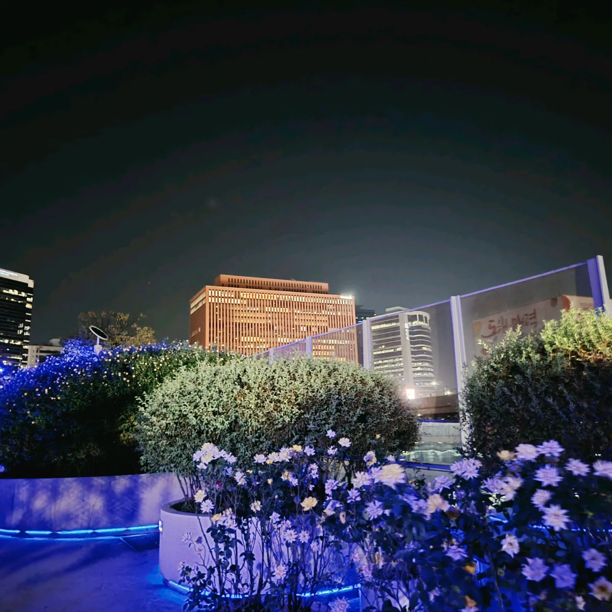 夜景を背に咲く白い花