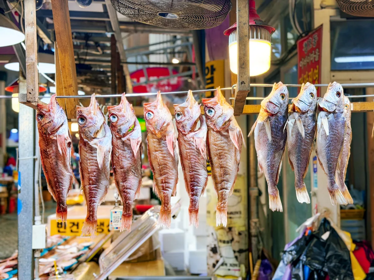 束草観光水産市場 — 吊るされた干し魚